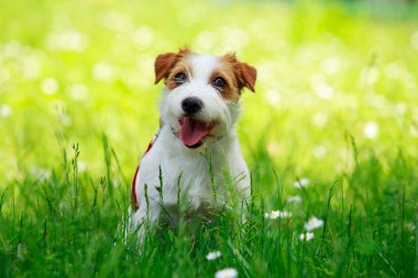 Jack Russell Teriyeri