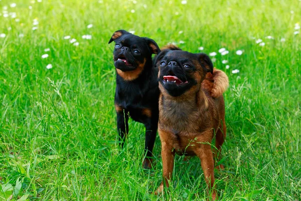 Griffon Bruxellois Raça de cães — Fotografia de Stock