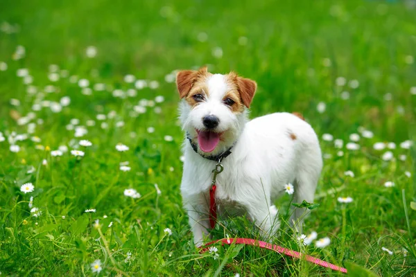 Jack Russell Teriyeri