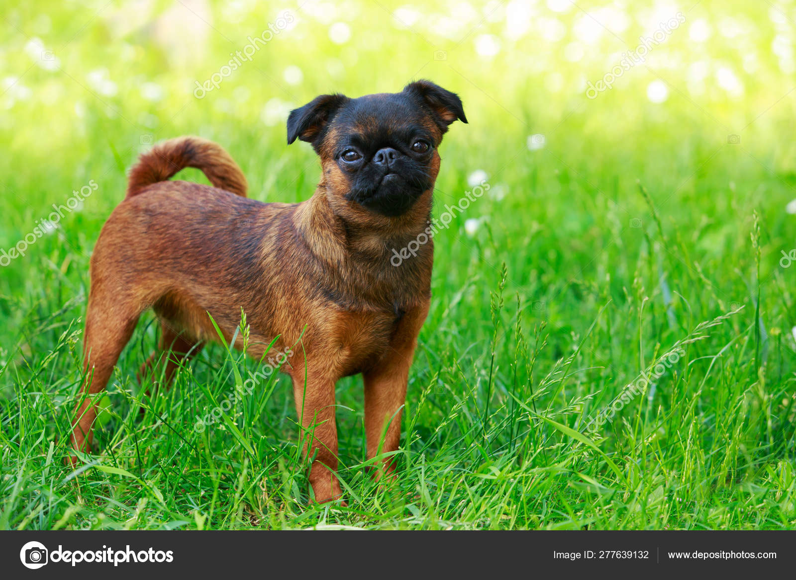 Griffon Bruxellois Dog Breed Stock Photo Image By C Deviddo 277639132