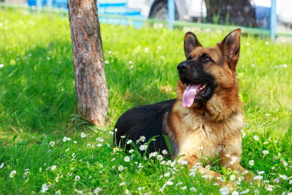 Duitse herdershond — Stockfoto