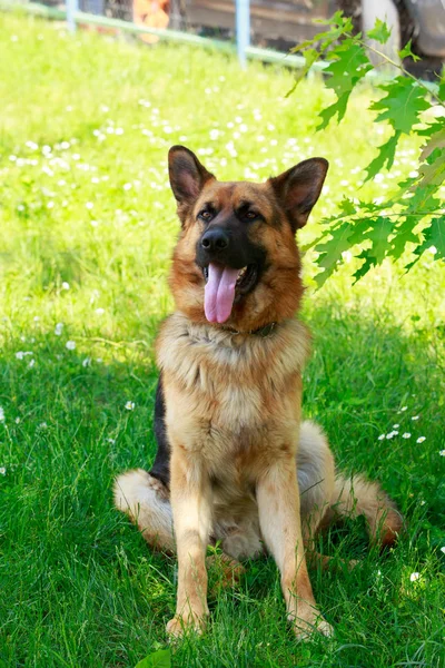 Deutscher Schäferhund — Stockfoto