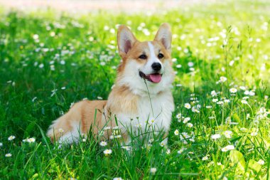 Galce corgi pembroke