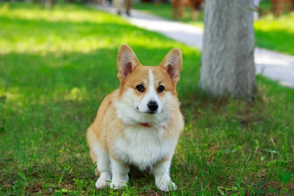 Corgi Pembroke gallese — Foto Stock