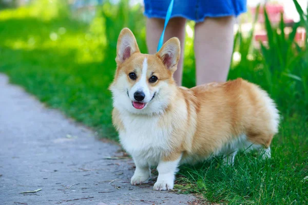 Galês Corgi Pembroke — Fotografia de Stock