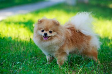 köpek doğurmak pomeranian spitz