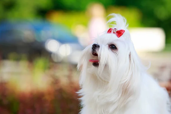 Ładny pies-maltański — Zdjęcie stockowe