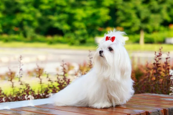 Lindo perro maltés — Foto de Stock