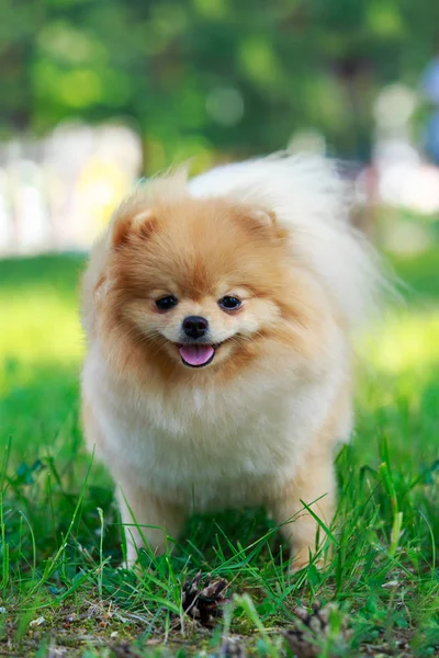 El perro crianza pomeranian spitz —  Fotos de Stock