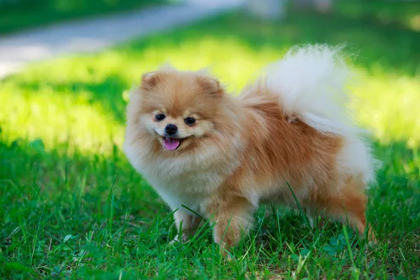 El perro crianza pomeranian spitz — Foto de Stock