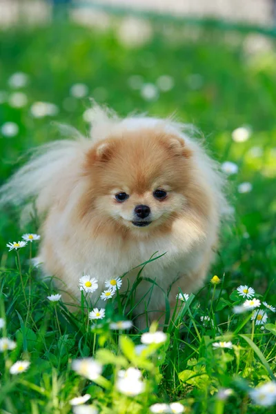 Den hund rasen pomeranian spitz — Stockfoto