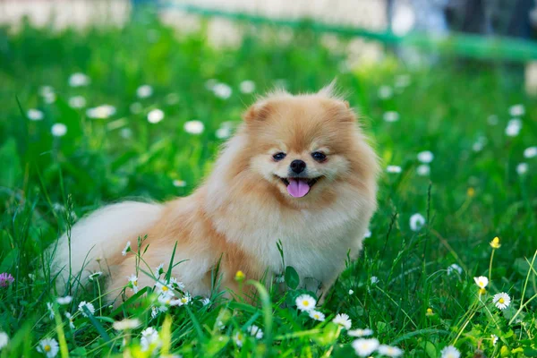 La race de chien spitz poméranien — Photo