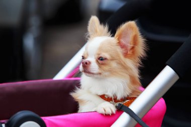 Chihuahua köpek doğurmak