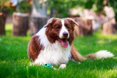 Köpek doğurmak kenar kömür ocağı