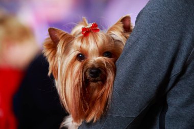 Köpek cinsi Yorkshire Teriyeri