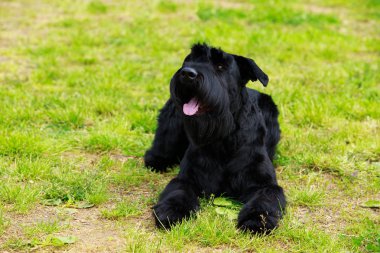 köpek doğurmak Dev Schnauzer