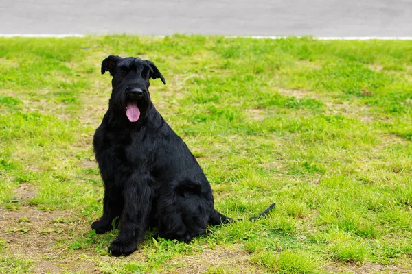 Порода собак гігантський шнауцер — стокове фото