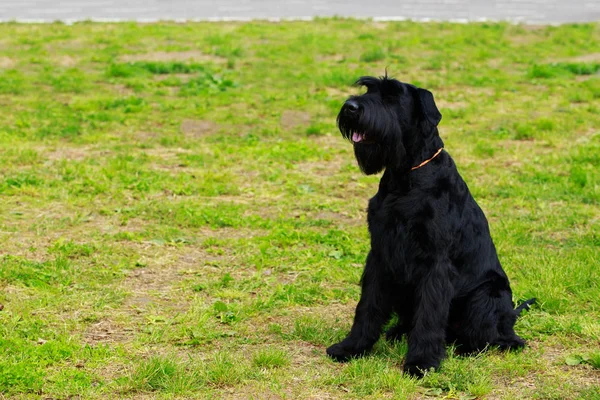 Razza di cane Schnauzer gigante — Foto Stock