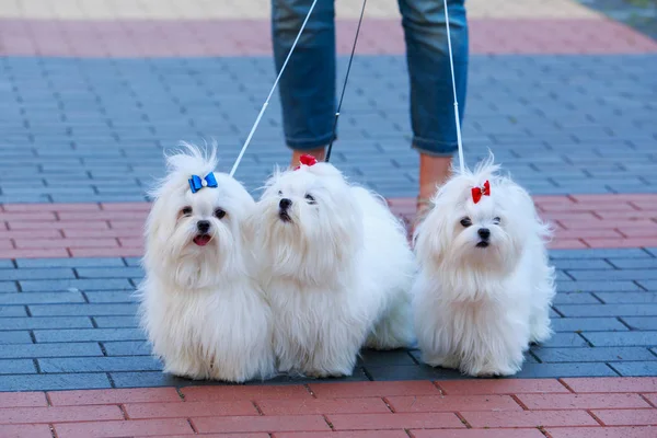 Söt maltesiska dog — Stockfoto