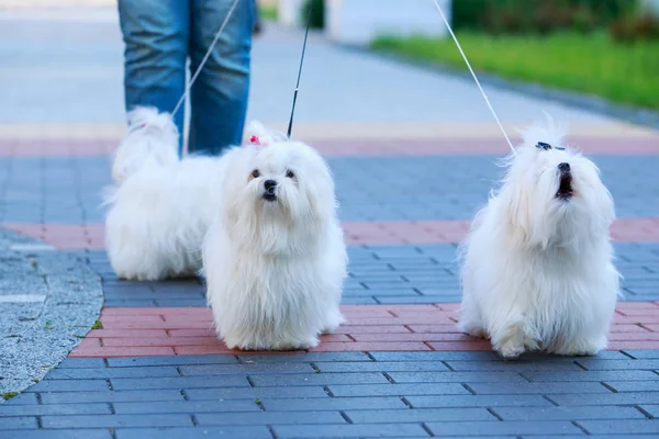 可爱的马尔济斯犬 — 图库照片