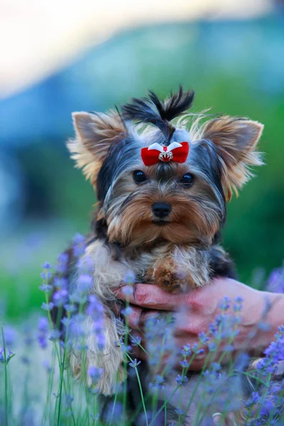 Pies rasy miniaturowe Yorkshire Terrier — Zdjęcie stockowe