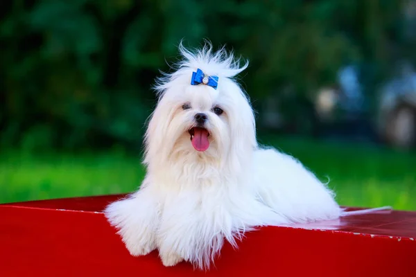 Carino cane maltese — Foto Stock