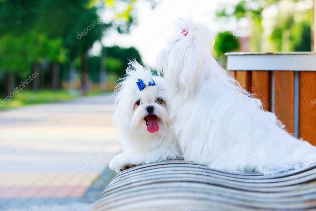 Cute maltese dog