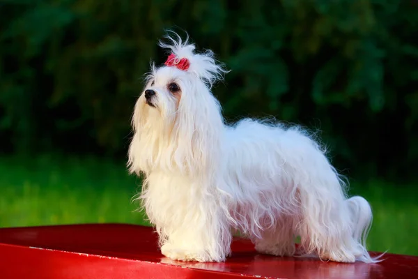 Aranyos máltai kutya — Stock Fotó