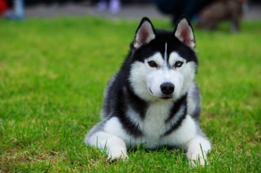 Köpek cinsi Sibirya kurdu.