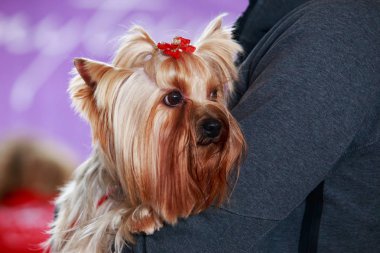 Köpek cinsi Yorkshire Teriyeri