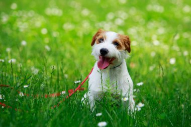 Jack Russell Teriyeri