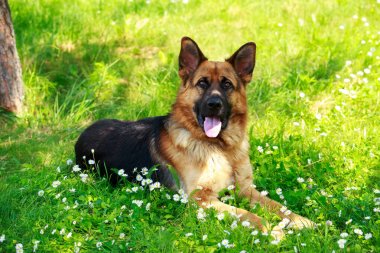 Alman çoban köpeği.