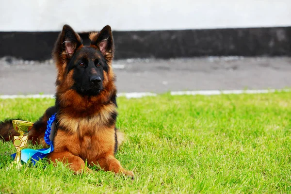 Raza de perro pastor alemán — Foto de Stock