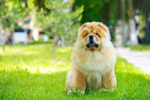 De hondenras chow chow — Stockfoto