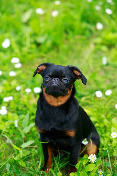 Griffon Bruxellois Hund Ras — Stockfoto