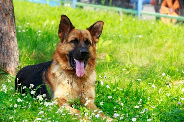 Pastor alemán perro —  Fotos de Stock