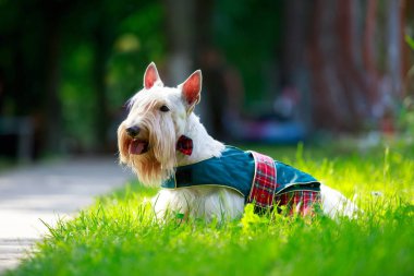 İskoç Terrier cins köpek