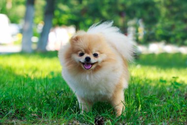 köpek doğurmak pomeranian spitz