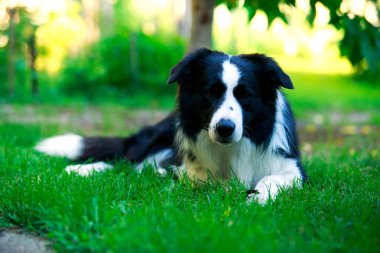 Köpek doğurmak kenar kömür ocağı