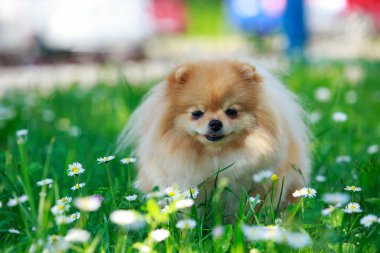 köpek doğurmak pomeranian spitz