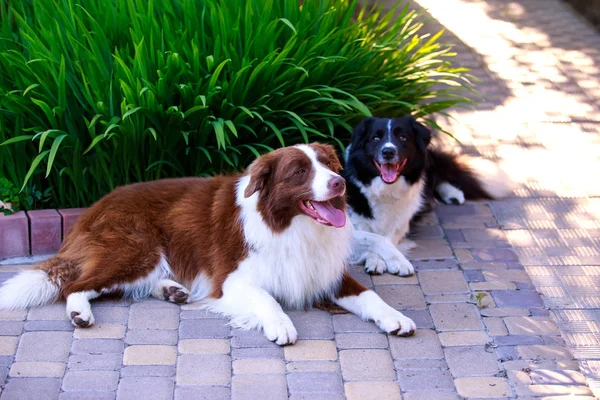 Dois cães Fronteira Collie — Fotografia de Stock