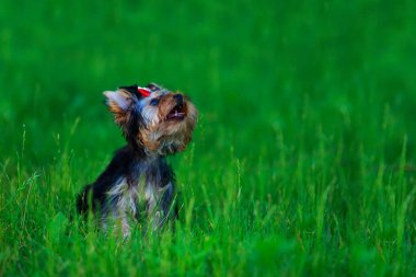Köpek ırkı minyatür Yorkshire terrier