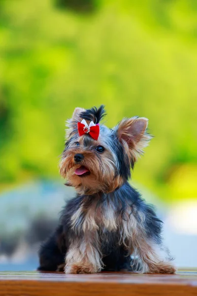 Hund rasen miniatyr Yorkshire förfärlig — Stockfoto