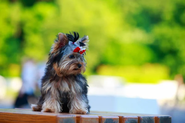 Hund rasen miniatyr Yorkshire förfärlig — Stockfoto