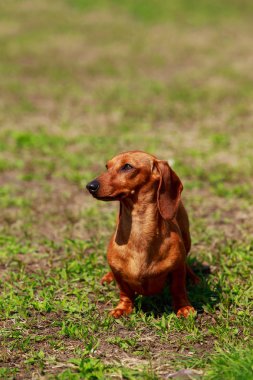 köpek doğurmak dachshund