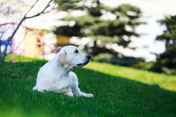 Perro crianza golden retriever — Foto de Stock