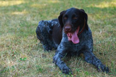 Köpek ırkı Drahthaar