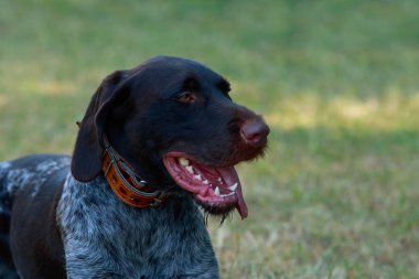 Köpek ırkı Drahthaar