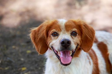 Köpek ırkı Breton Spaniel