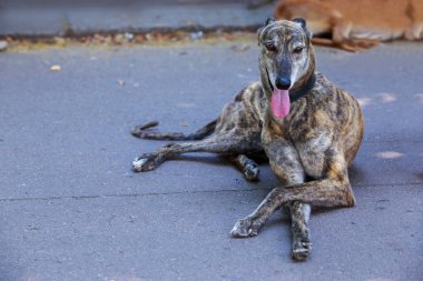 Köpek ırkı Greyhound